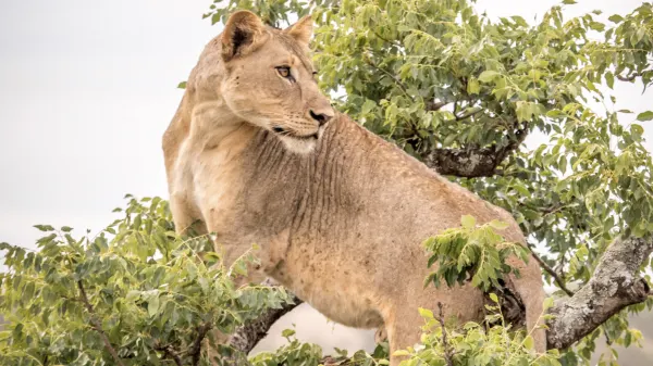Rhino Sands Safari Camp_Lion in tree
